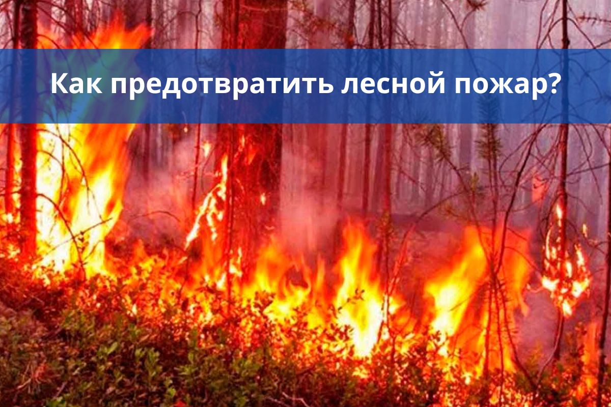 Как предотвратить лесной пожар?