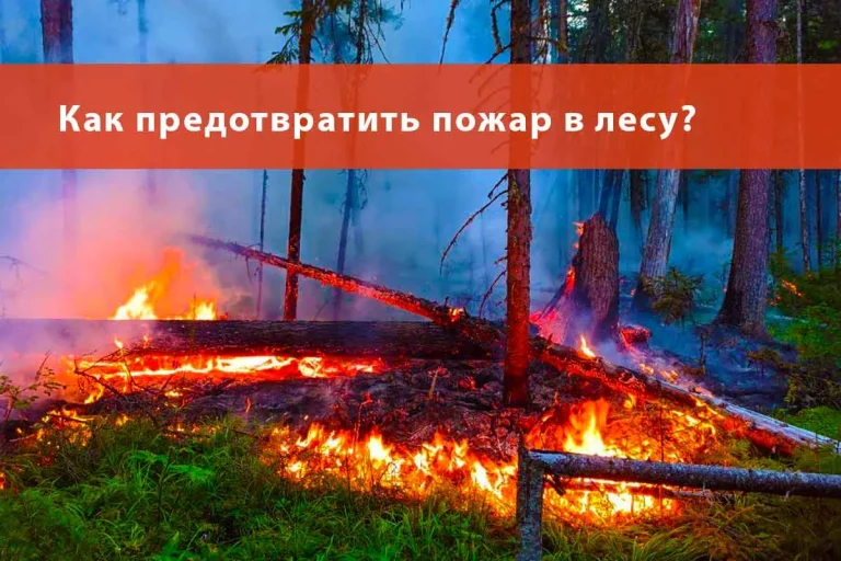 Как предотвратить пожар в лесу?